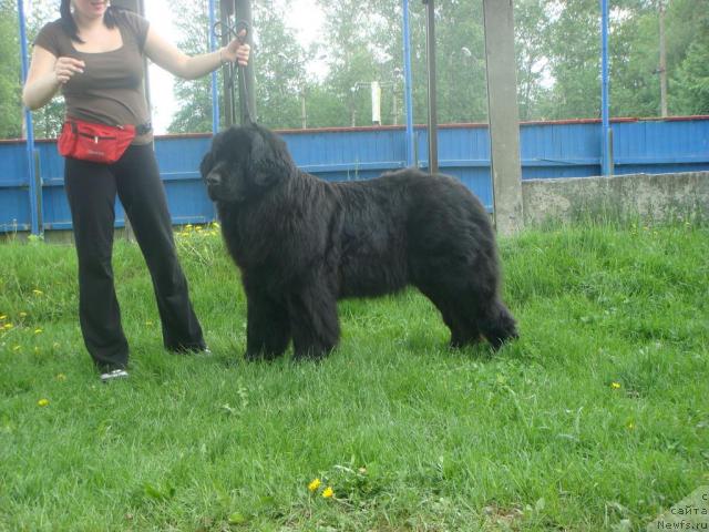 Фото: ньюфаундленд Assol' Blyek Dekor (Ассоль Блэк Декор)