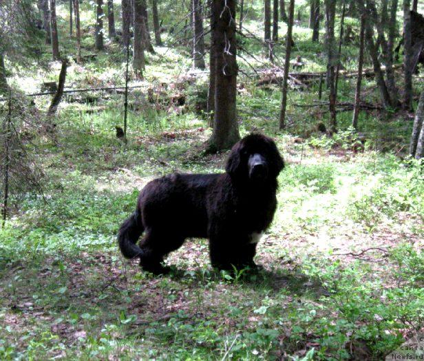 Фото: ньюфаундленд Blyek Diamond Agidel' ot Potapa S'yuzyen (Блэк Диамонд Агидель от Потапа Сьюзэн)