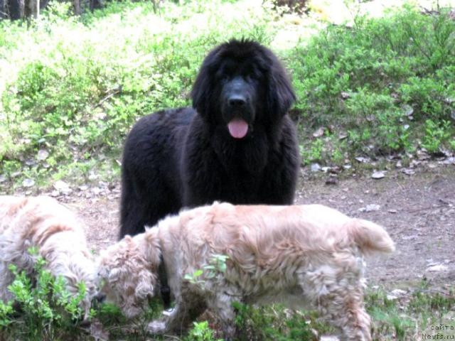 Фото: ньюфаундленд Blyek Diamond Agidel' ot Potapa S'yuzyen (Блэк Диамонд Агидель от Потапа Сьюзэн)