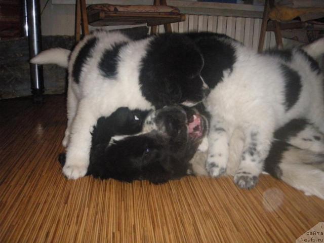 Фото: ньюфаундленд Mag Ispolin Lyubomir (Маг Исполин Любомир)