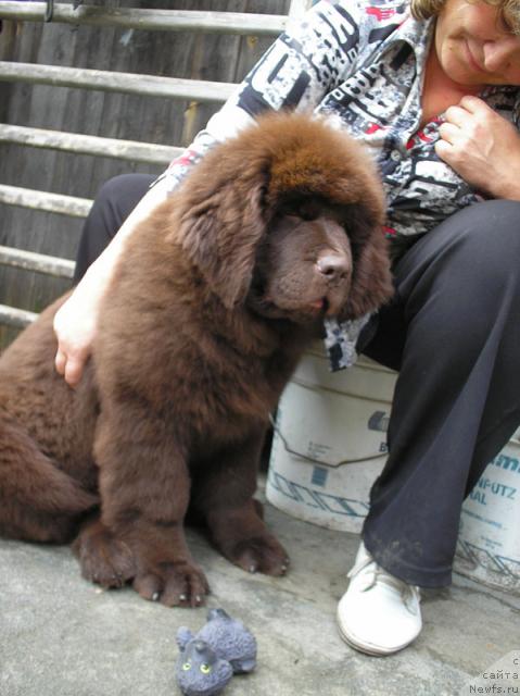 Фото: ньюфаундленд Super Premium Brabus (Супер Премиум Брабус)