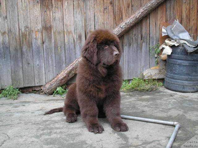 Фотография № 4264