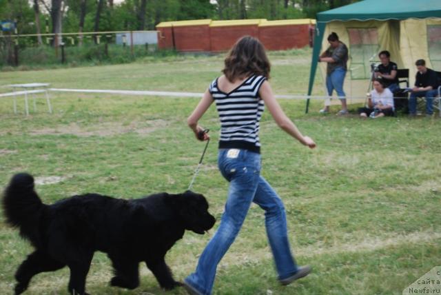 Фото: ньюфаундленд Face of an Angel Giant's Island, Dar'ya Sannikova (Дарья Санникова)