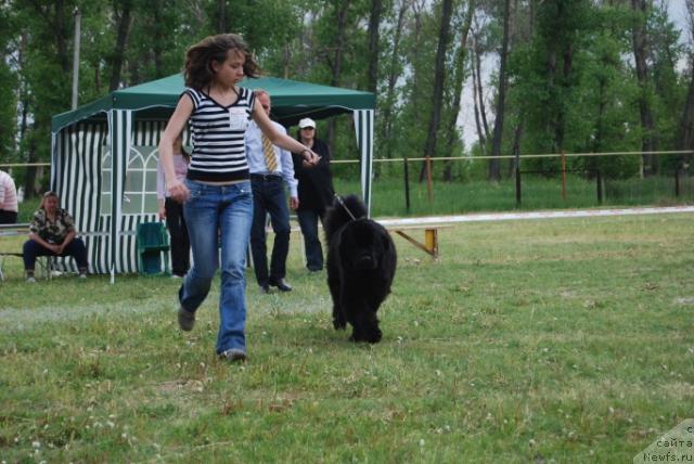 Фото: ньюфаундленд Face of an Angel Giant's Island, Dar'ya Sannikova (Дарья Санникова)