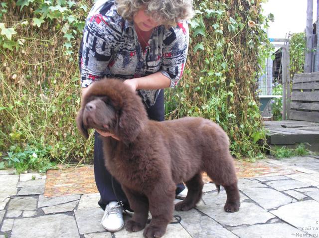 Фото: ньюфаундленд Super Premium Brabus (Супер Премиум Брабус)