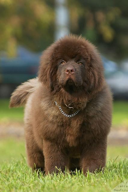 Фото: ньюфаундленд Super Premium Best Belzhen Regards (Супер Премиум Бест Бэлжен Ригардс)