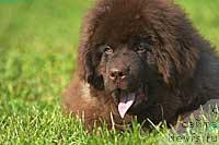 Фото: ньюфаундленд Super Premium Best Belzhen Regards (Супер Премиум Бест Бэлжен Ригардс)