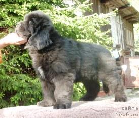 Фото: Щенок, от, ньюфаундленд Super Premium Brabus (Супер Премиум Брабус)