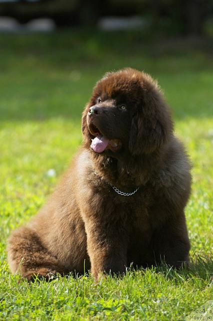 Фото: ньюфаундленд Super Premium Best Belzhen Regards (Супер Премиум Бест Бэлжен Ригардс)