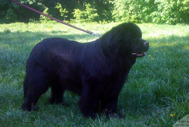 Фото: ньюфаундленд Potap Felicia (Потап Фелиция)