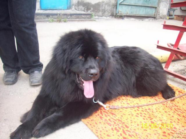 Фото: ньюфаундленд Cesar' Nel'son Tayger Blek (Цесарь Нельсон Тайгер Блек)