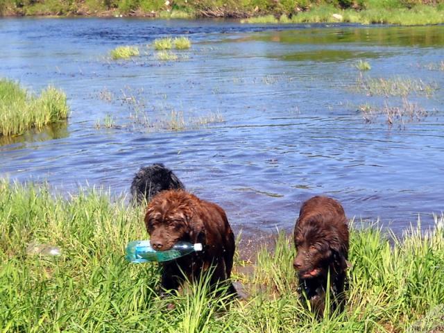 Фото: ньюфаундленд Bond (Бонд), ньюфаундленд Rafayella Beatrichchi (Рафаэлла Беатриччи)