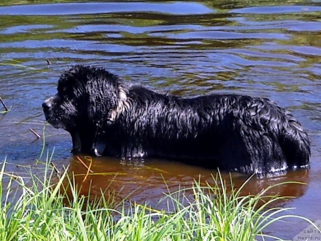 Фото: ньюфаундленд Pitern'yuf Jelannaya Moya (Питерньюф Желанная Моя)