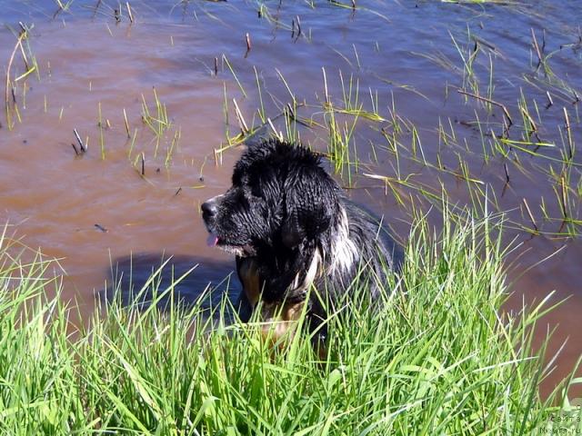 Фото: ньюфаундленд Pitern'yuf Jelannaya Moya (Питерньюф Желанная Моя)