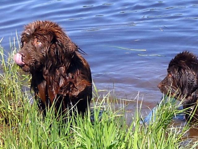 Фото: ньюфаундленд Bond (Бонд)
