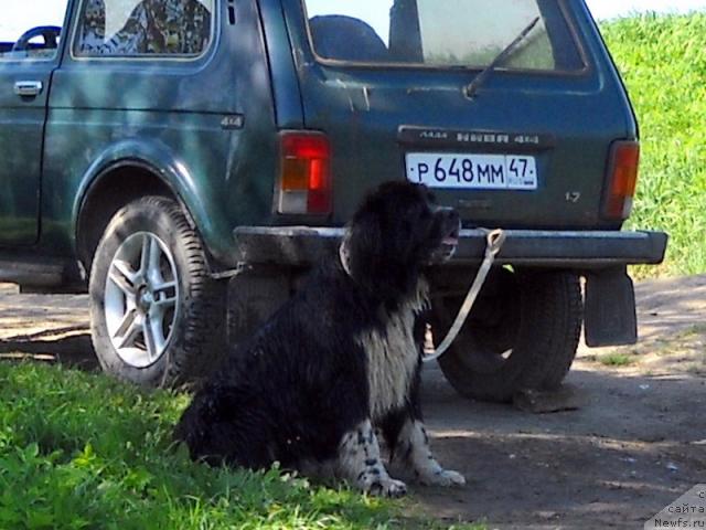 Фото: ньюфаундленд Pitern'yuf Jelannaya Moya (Питерньюф Желанная Моя)