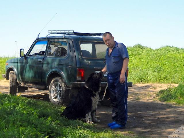 Фото: ньюфаундленд Pitern'yuf Jelannaya Moya (Питерньюф Желанная Моя), Vladimir Krasnikov (Владимир Красников)