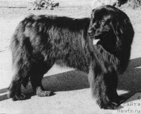 Фото: ньюфаундленд Galathee von der Niederburg