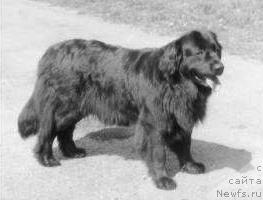 Фото: ньюфаундленд Elodie von der Niederburg