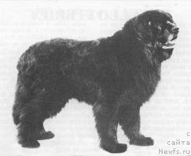 Фото: ньюфаундленд Harmonattan Mike