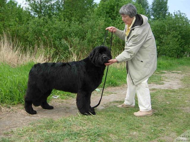 Фото: ньюфаундленд Plyushevaya Panda Rapsodiya Lyubvi (Плюшевая Панда Рапсодия Любви)