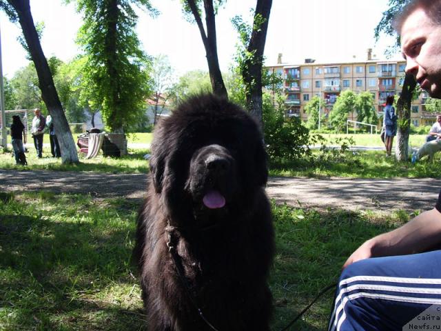 Фото: ньюфаундленд Lifeguard's American Style, Elena Zaharova (Елена Захарова)