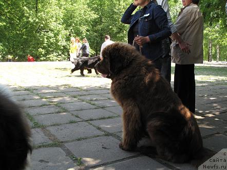 Фото: Шериф