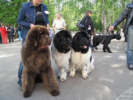 Фото: Шериф, Веснушка и Лёва