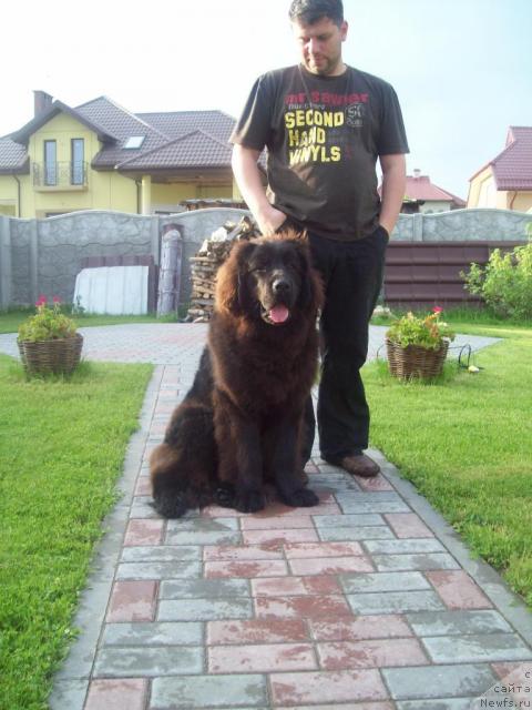 Фото: ньюфаундленд Ochen' Vajnaya Persona (Очень Важная Персона), Anna Portnyakova (Анна Портнякова)