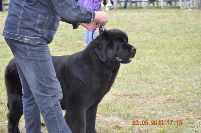 Фото: ньюфаундленд Zvezda Rostova s Berega Dona (Звезда Ростова с Берега Дона)