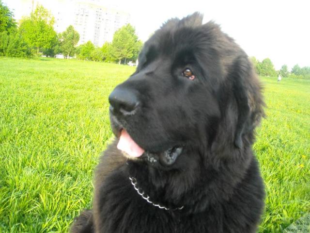 Фото: ньюфаундленд B'yanka Sed'moe CHudo Sveta (Бьянка Седьмое Чудо Света)