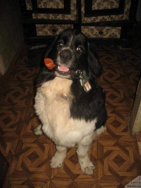 Фото: ньюфаундленд Super Premium Eseniya (Супер Премиум Есения)