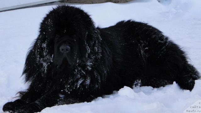 Фото: ньюфаундленд Toptyijka Nord (Топтыжка Норд)