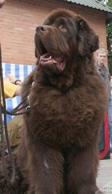 Фото: ньюфаундленд Super Premium Best Belzhen Regards (Супер Премиум Бест Бэлжен Ригардс)