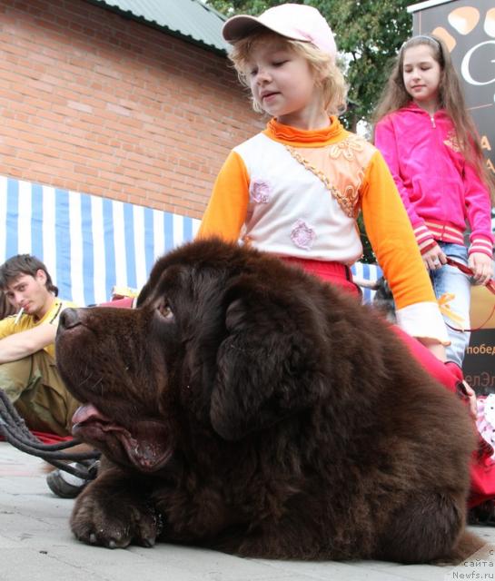 Фото: ньюфаундленд Super Premium Best Belzhen Regards (Супер Премиум Бест Бэлжен Ригардс)