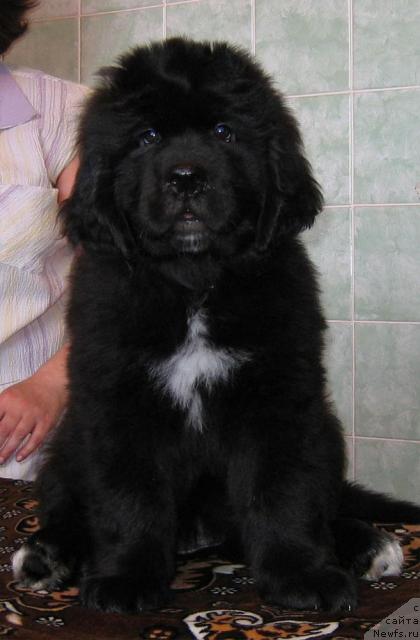 Фото: ньюфаундленд Leslley-Sia Flover (Лесли-Сиа Фловер)