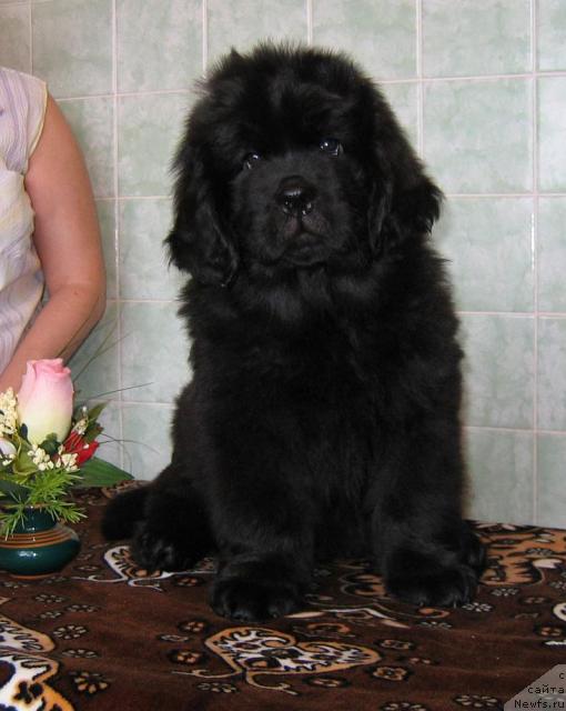 Фото: ньюфаундленд Linda-Meri Lin (Линда-Мери Лин)