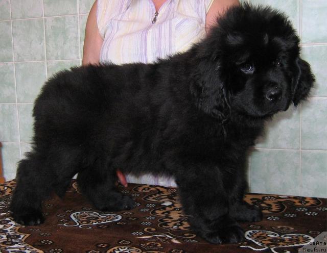 Фото: ньюфаундленд Linda-Meri Lin (Линда-Мери Лин)