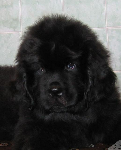 Фото: ньюфаундленд Linda-Meri Lin (Линда-Мери Лин)