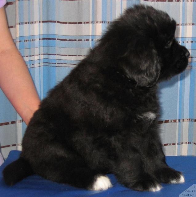 Фото: ньюфаундленд Loletta-Dolores Fresh (Лолета-Долорес Фреш)