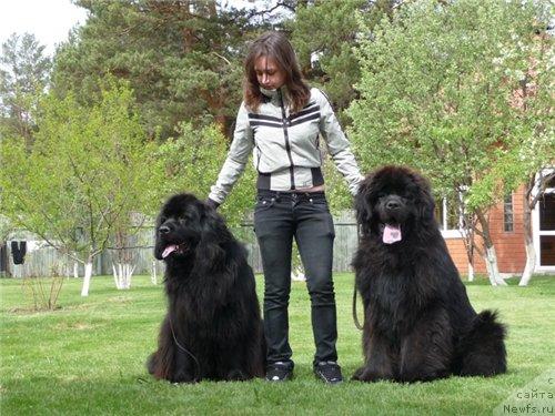 Фото: ньюфаундленд Rafayella Brillians CHernaya Jemchujina (Рафаэлла Бриллианс Черная Жемчужина), Dinara Tubaeva (Динара Тубаева), ньюфаундленд Ayvengo Ryicar' Sibiri (Айвенго Рыцарь Сибири)