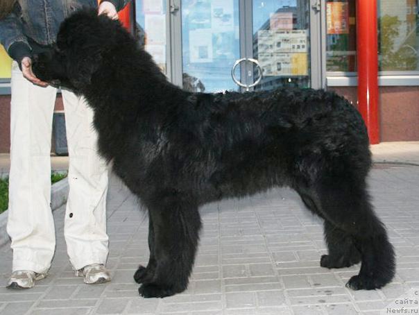 Фото: ньюфаундленд Beguschaya po volnam Russian Hit (Бегущая по волнам Руссиан Хит)