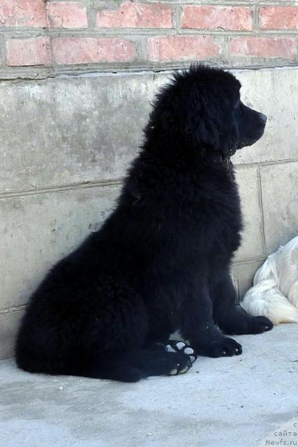 Фото: ньюфаундленд Anabel' Golden Hyot Byel' Kane (Анабель Голден Хёт Бэль Кане)