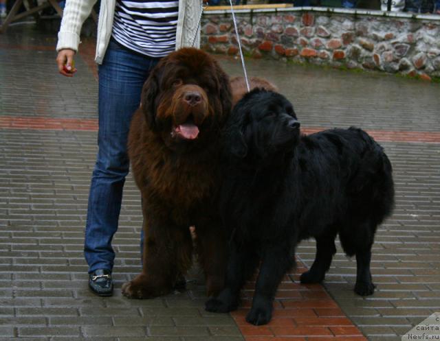 Фото: ньюфаундленд Polyarnaya Nochka (Полярная Ночка), ньюфаундленд Super Premium Best Belzhen Regards (Супер Премиум Бест Бэлжен Ригардс)