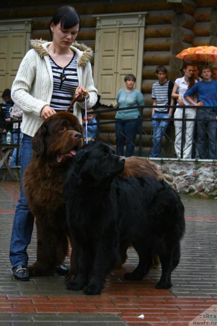 Фото: ньюфаундленд Super Premium Best Belzhen Regards (Супер Премиум Бест Бэлжен Ригардс), ньюфаундленд Polyarnaya Nochka (Полярная Ночка)