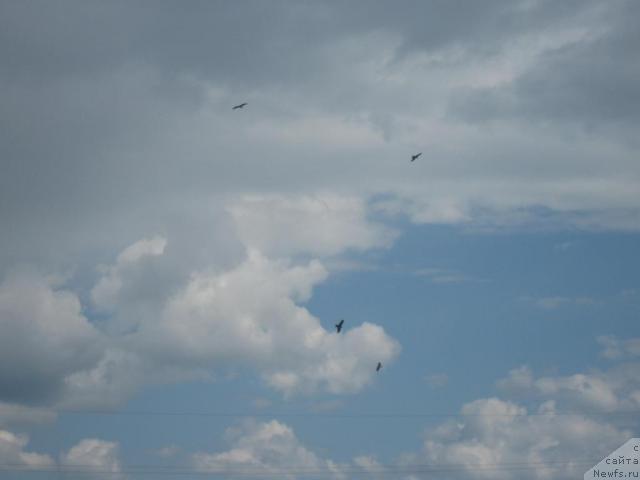 Фотография № 42900