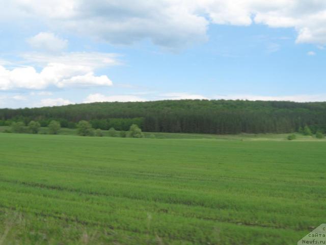 Фотография № 42903