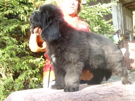 Фото: Буш и, Nataliya Snigireva (Наталия Снигирева)