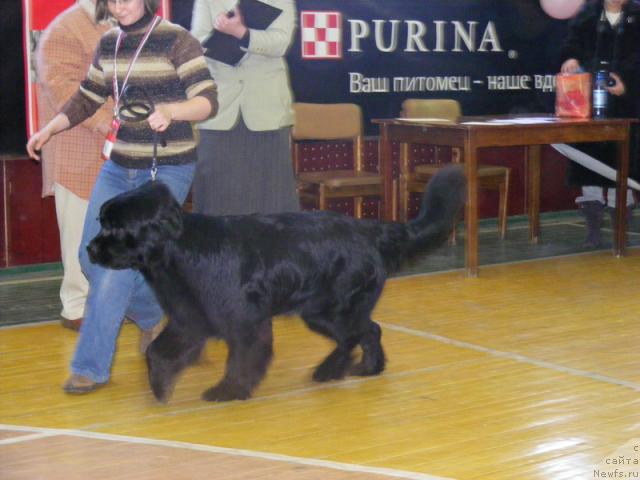 Фото: ньюфаундленд Jivopisnaya Ledi ot Marleon Dusvik (Живописная Леди от Марлеон Дусвик)