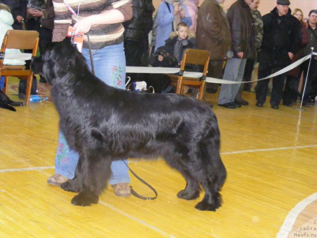 Фото: ньюфаундленд Jivopisnaya Ledi ot Marleon Dusvik (Живописная Леди от Марлеон Дусвик)